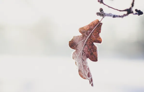 Autumn, leaf, branch