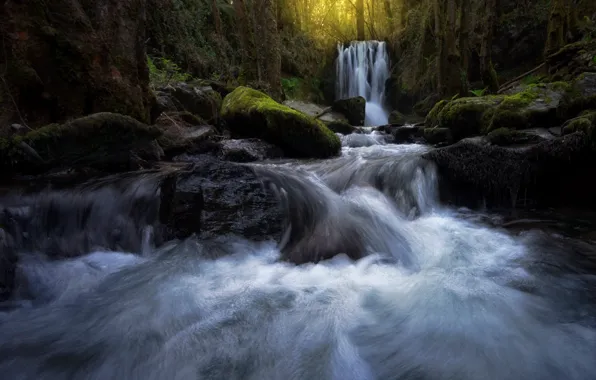 Forest, nature, river