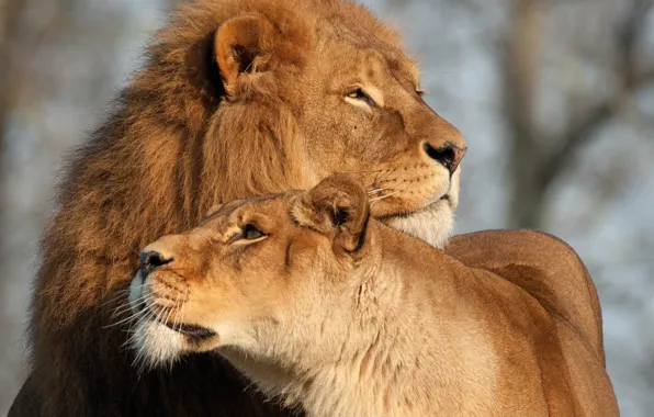 Picture love, cats, Leo, lioness