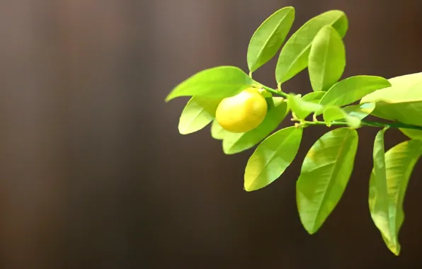 Greens, heat, lemon, minimalism, lemon, portretik