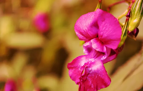 Flower, macro, bright