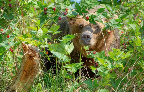 Picture summer, berries, bear