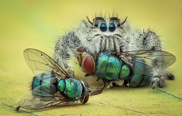 Look, macro, insects, background, spider, green, mining, jumper