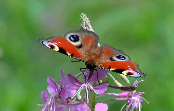 Flower, insects, nature, butterfly