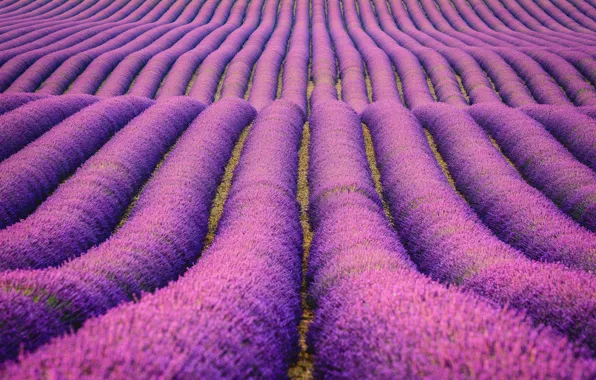 Field, flowers, nature, the bushes, lavender