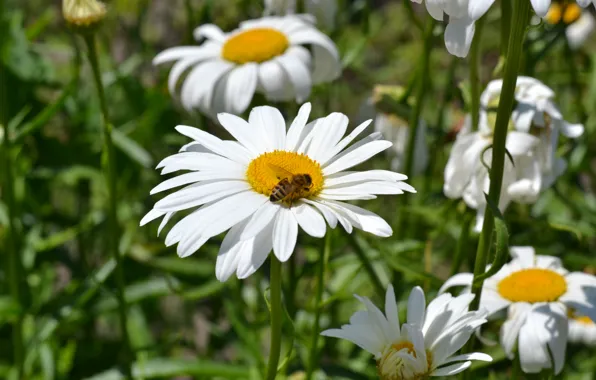 Summer, bee, Daisy