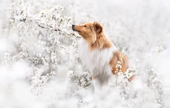 Look, face, dog, spring, flowering, collie, sheltie