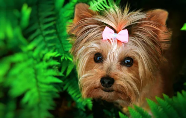 Greens, look, leaves, nature, dog, face, fern, bow