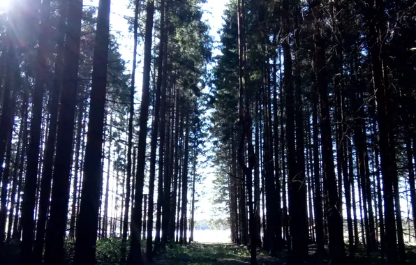 Tree, Spring, Lake, Trees, Forest