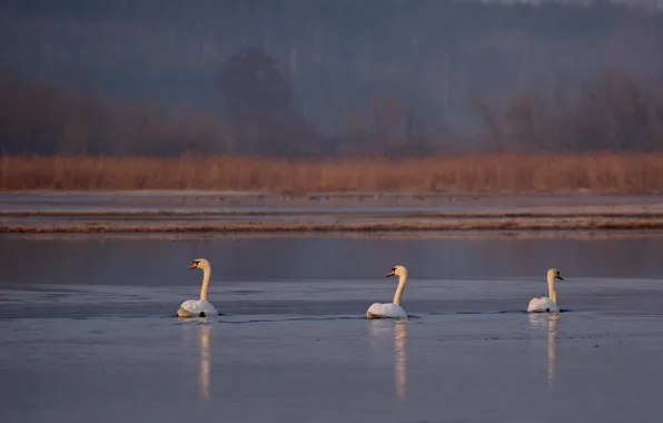 Birds, river, spring, swans