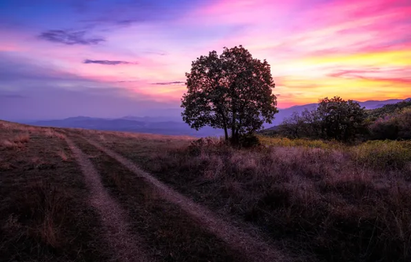 Road, grass, sunset, mountains, the way, tree, hills, dal