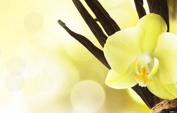 Flowers, beautiful, exotic, Orchid, yellow