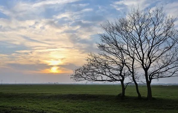 Field, the sky, trees
