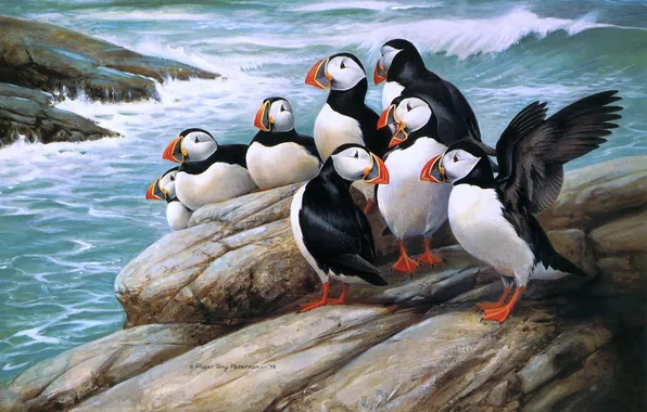 Sea, birds, stones, art, Puffins, stubs, Roger Tory Peterson