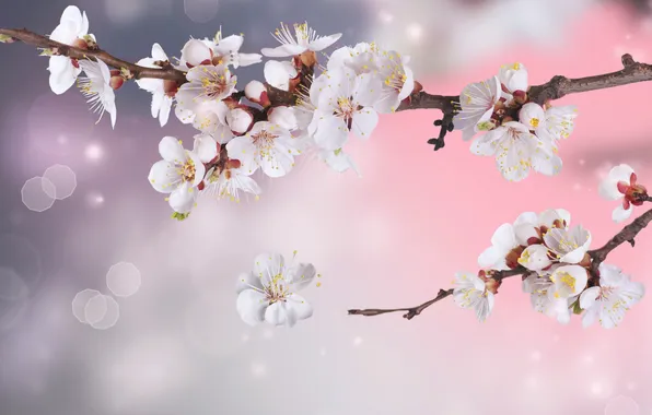 Flowers, branches, Wallpaper, petals, Apple