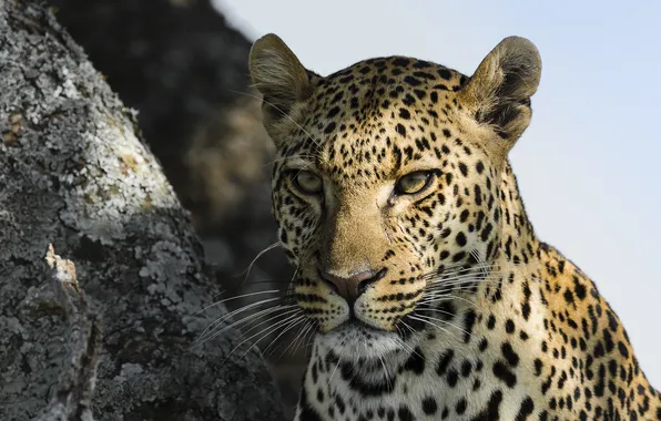 Picture look, face, nature, animal, predator, leopard