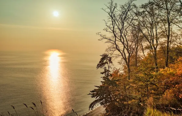 Picture autumn, the sun, trees, branches, shore, pond