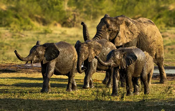 Elephants, mud, stove