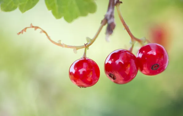 Macro, berries, currants, bokeh, red currant