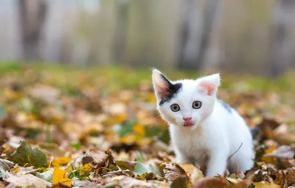 Autumn, language, cat, white, look, nature, pose, kitty