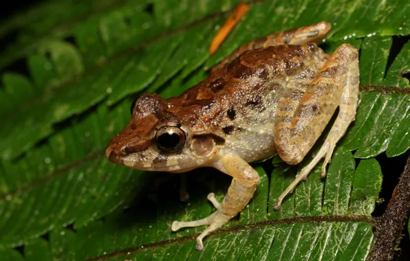 Leaves, macro, background, frog, brown, reptile