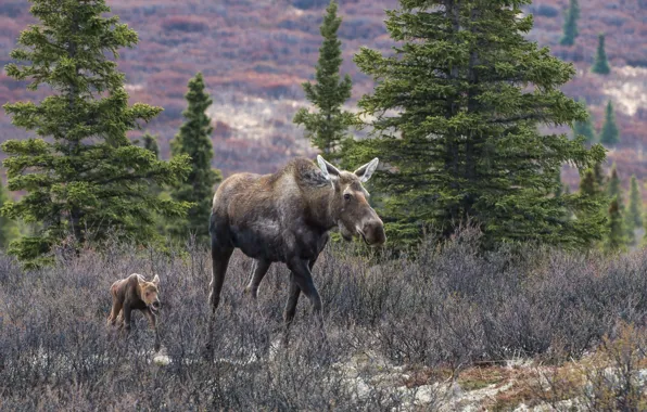 Picture nature, background, moose