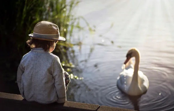Picture lake, boy, Swan