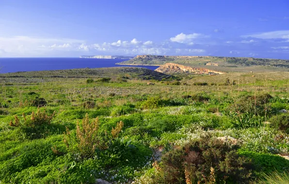 Sea, the sky, grass, clouds, island, meadow, Malta, cvet