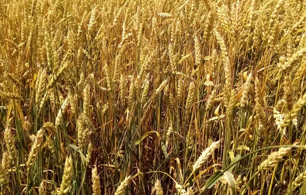 Picture wheat, field, harvest, Landscape