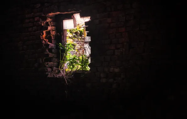 Wall, window, the basement