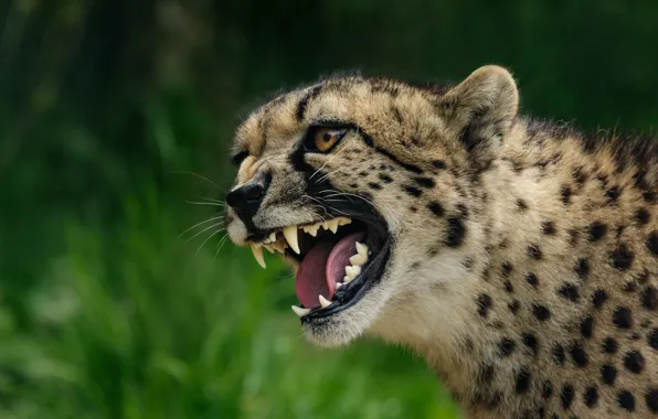 Look, face, nature, portrait, mouth, Cheetah, fangs, grin