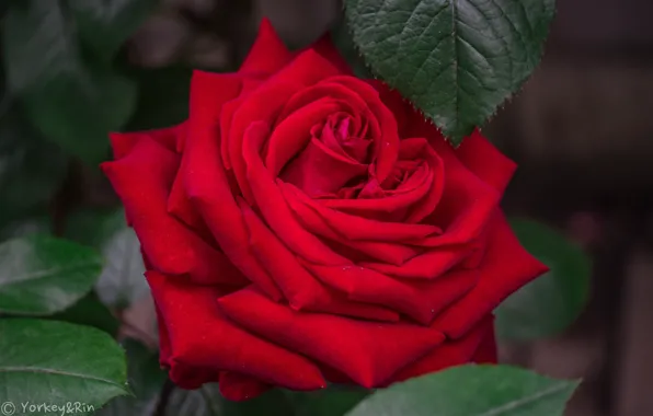 Picture rose, blossoms, flowering, petals, leaves, rose, Bud, leaves