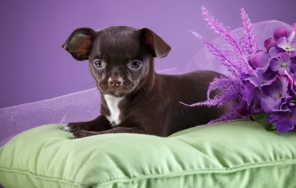 Picture flowers, puppy, pillow