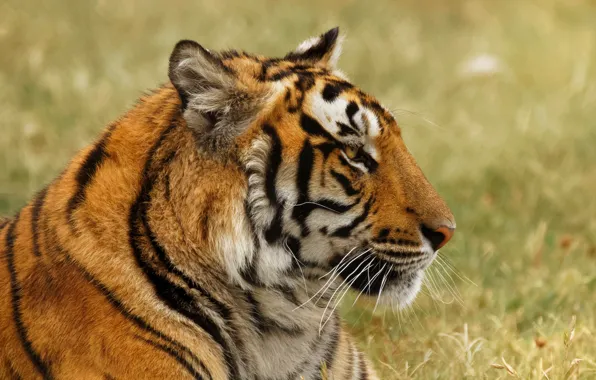 Picture look, face, tiger, portrait, profile