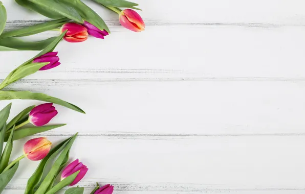 Flowers, colorful, tulips, pink, wood, pink, flowers, tulips