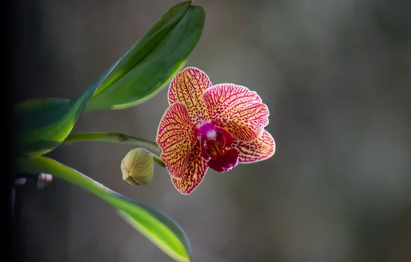 Flowers, spring, Orchid, bokeh