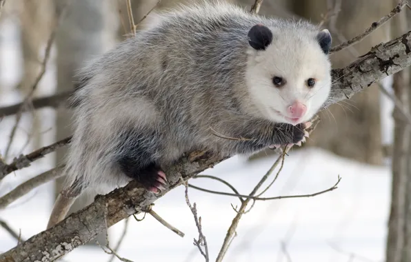 Picture branch, Virginia opossum (Didelphis virginiana) in winter attire, location, kindness, welcoming look