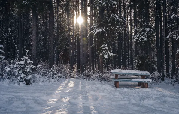 Picture winter, forest, snow, bench