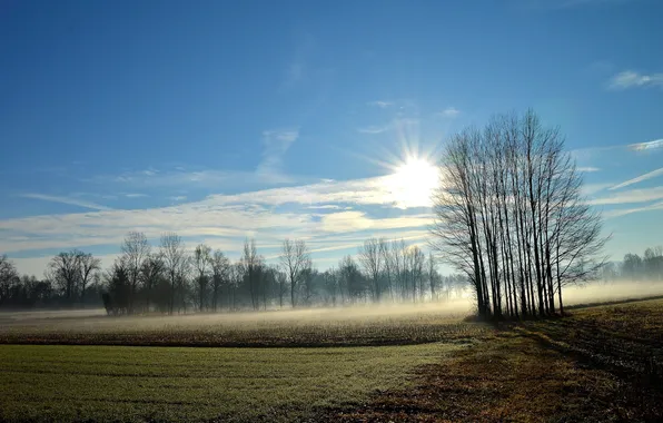 Field, landscape, fog, morning