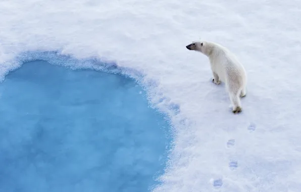 Snow, traces, predator, polar bear