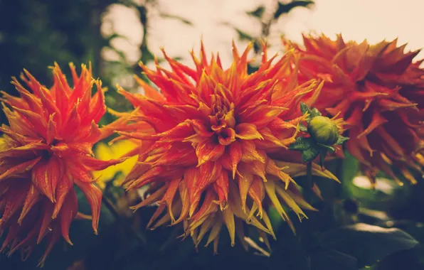 Garden, orange, bokeh, dahlias