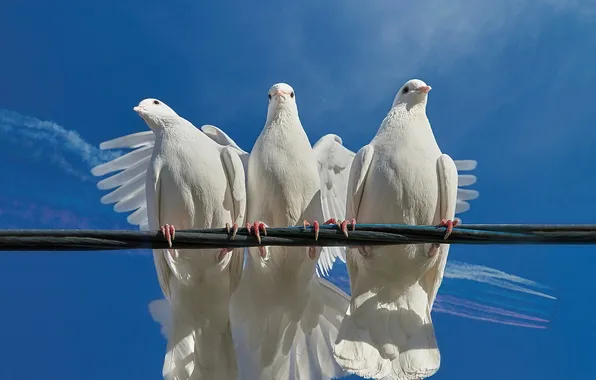 Birds, pigeons, wire, trio, blue sky