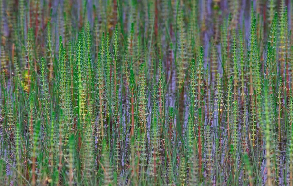 Picture field, grass, plant, texture, meadow, China, horsetail, The Tibetan plateau