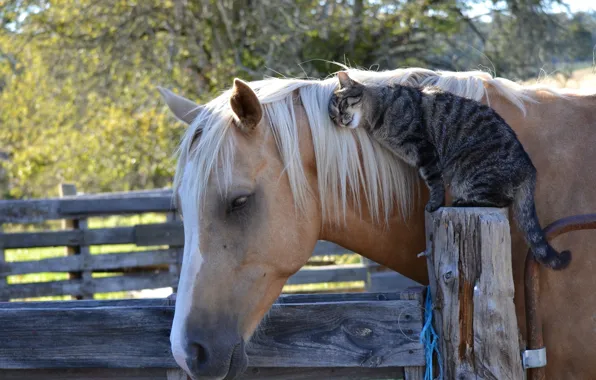 Picture cat, cat, horse, horse, friendship