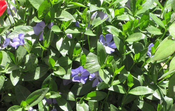 Flowers, April, periwinkle, spring 2018, Mamala ©