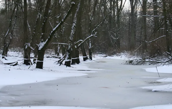 Winter, forest, snow, ice, frost, forest, Nature, trees