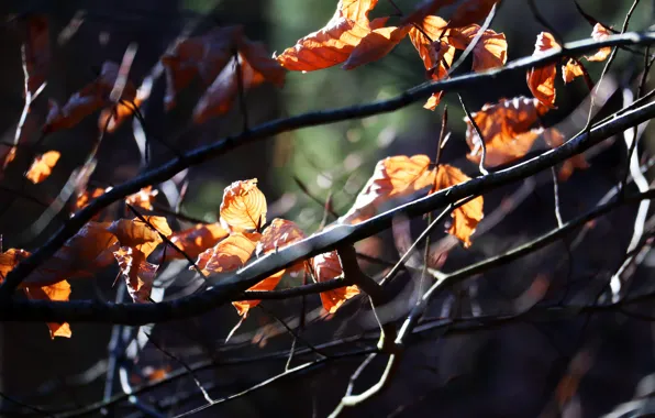 Autumn, leaves, light, branches, nature, the dark background, tree, blur