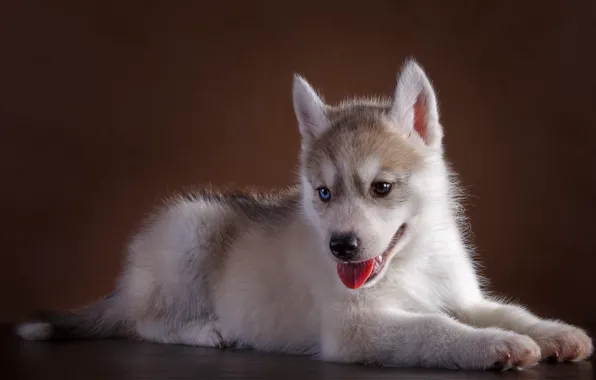 Picture eyes, cute, puppy, husky