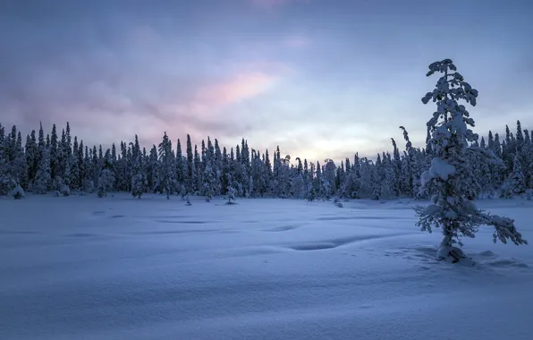 Winter, snow, nature, morning