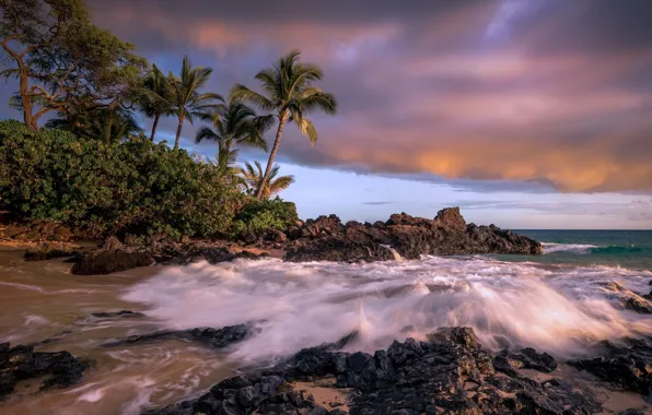 Picture beach, tropics, palm trees